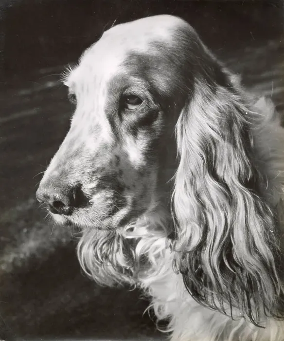 Framed Print : Cocker spaniel dog in profile Date: 1950s Framed Print : Cocker spaniel dog in profile Date: 1950s