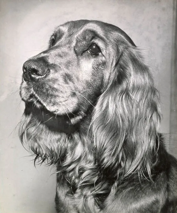 Framed Print : Cocker spaniel dog in profile Date: 1950s Framed Print : Cocker spaniel dog in profile Date: 1950s