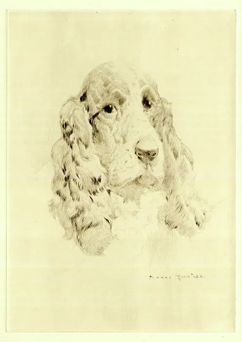 Framed Print : Cocker Spaniel dog's head, by Harry Rountree Framed Print : Cocker Spaniel dog's head, by Harry Rountree