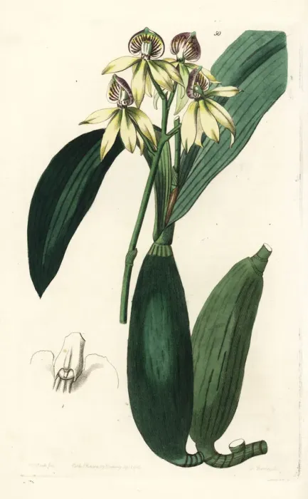 Framed Print : Cockleshell orchid, Prosthechea cochleata Framed Print : Cockleshell orchid, Prosthechea cochleata