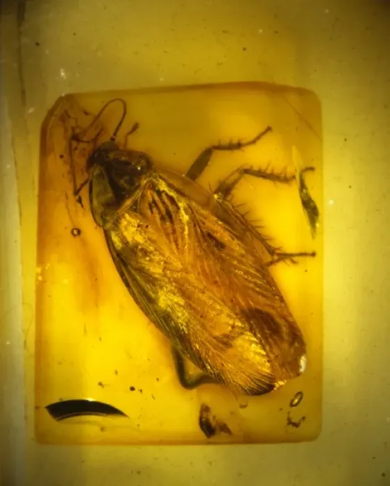 Framed Print : Cockroach in Baltic amber Framed Print : Cockroach in Baltic amber
