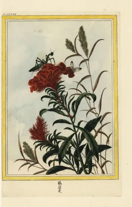 Framed Print : Cockscomb, Celosia cristata, with praying mantis Framed Print : Cockscomb, Celosia cristata, with praying mantis