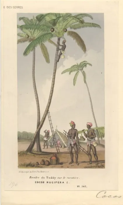 Framed Print : Cocoa nucifera L. coco palm Framed Print : Cocoa nucifera L. coco palm