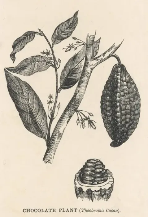 Framed Print : CACAO. Cocoa (or chocolate) plant bearing fruit THEOBROMA CACAO Framed Print : CACAO. Cocoa (or chocolate) plant bearing fruit THEOBROMA CACAO