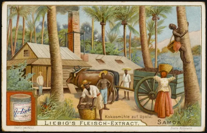 Framed Print : Cocoa from Upolu Framed Print : Cocoa from Upolu