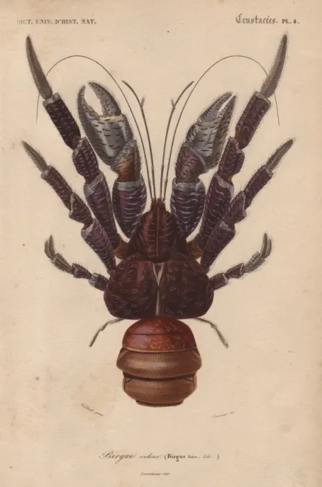 Framed Print : Coconut crab, Birgus latroi Framed Print : Coconut crab, Birgus latroi