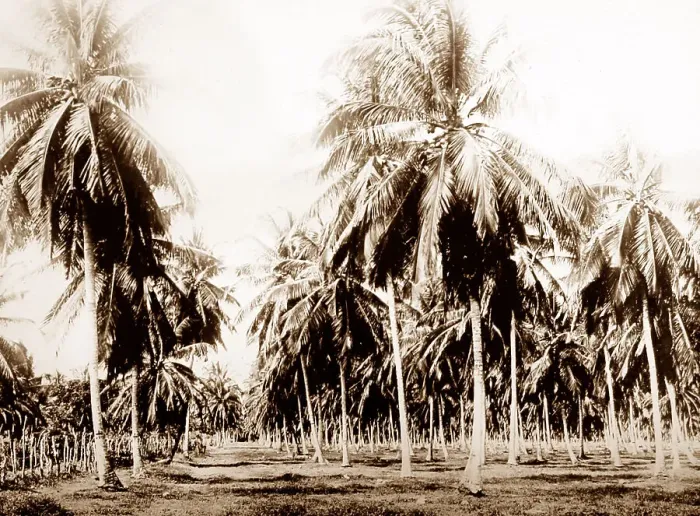 Framed Print : Coconut grove, Jamaica Framed Print : Coconut grove, Jamaica