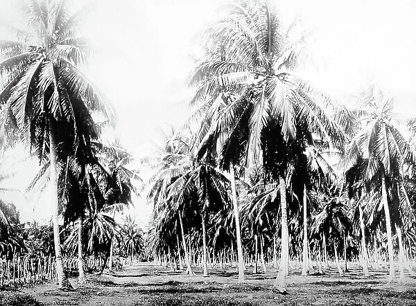 Coconut grove Jamaica early 1900s