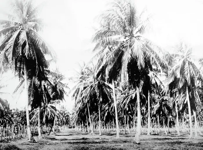 Framed Print : Coconut grove Jamaica early 1900s Framed Print : Coconut grove Jamaica early 1900s