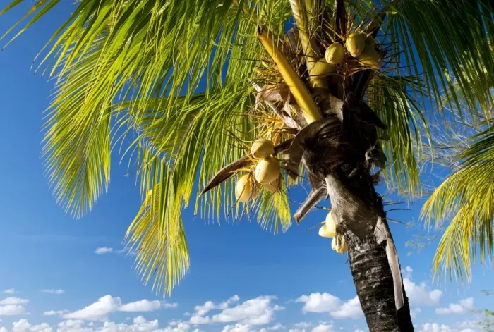 Framed Print : Coconut palm in the evening sun Framed Print : Coconut palm in the evening sun