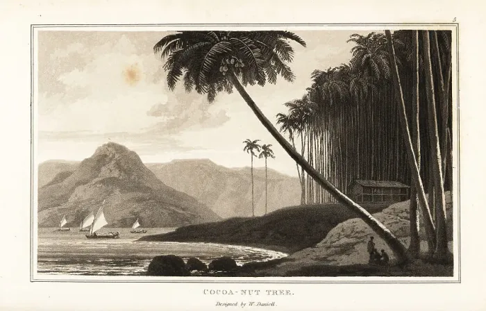 Framed Print : Coconut palm trees, Cocos nucifera, on a tropical coas Framed Print : Coconut palm trees, Cocos nucifera, on a tropical coas