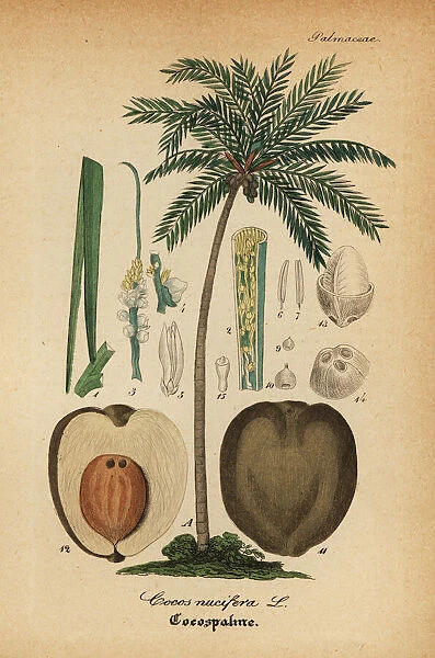 Coconut tree, Cocos nucifera