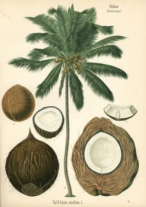 Framed Print : Coconut tree, Cocos nucifera Framed Print : Coconut tree, Cocos nucifera