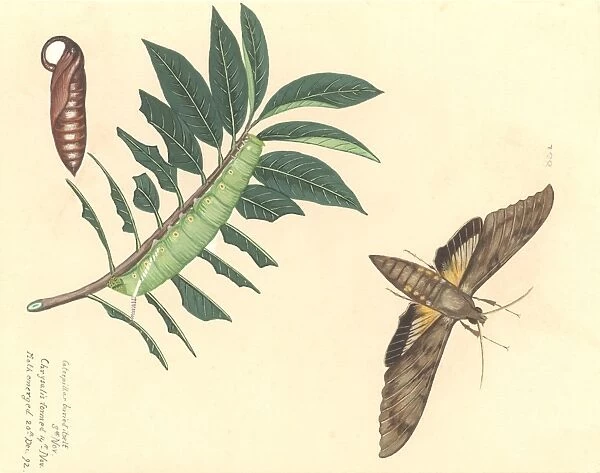 Cocytius antaeus antaeus Drury, giant sphinx moth