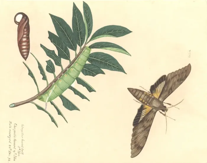 Framed Print : Cocytius antaeus antaeus Drury, giant sphinx moth Framed Print : Cocytius antaeus antaeus Drury, giant sphinx moth