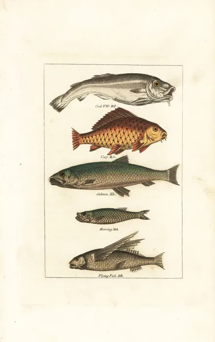 Framed Print : Cod, carp, salmon, herring and flying fish Framed Print : Cod, carp, salmon, herring and flying fish