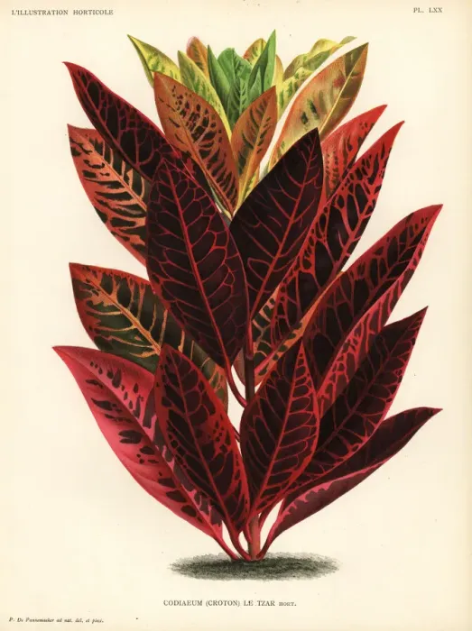 Framed Print : Codiaeum hybrid, le Tzar Framed Print : Codiaeum hybrid, le Tzar
