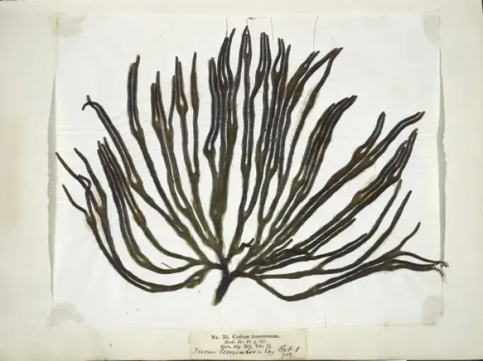 Framed Print : Codium tomemtosus, seaweed Framed Print : Codium tomemtosus, seaweed