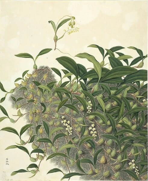 Coelogyne fimbricata, orchid
