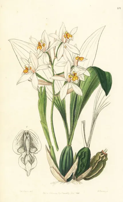Framed Print : Coelogyne nitida orchid Framed Print : Coelogyne nitida orchid