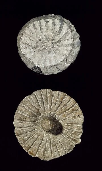 Coeloptychium agaricoides, fossil sponge