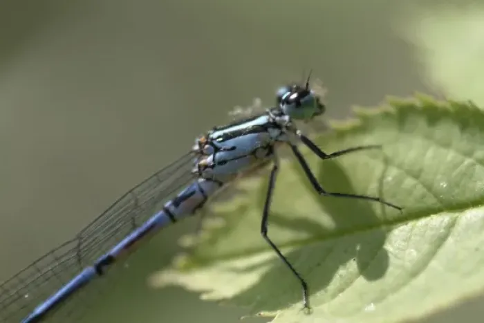 Framed Print : Coenagrion puella, azure damselfly Framed Print : Coenagrion puella, azure damselfly