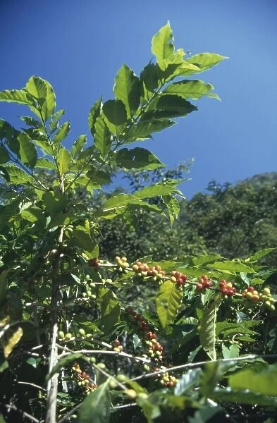 Coffea arabica (coffee plant)