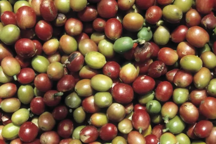 Framed Print : Coffea sp. coffee beans Framed Print : Coffea sp. coffee beans