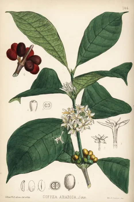 Framed Print : Coffee, Coffea arabica Framed Print : Coffee, Coffea arabica