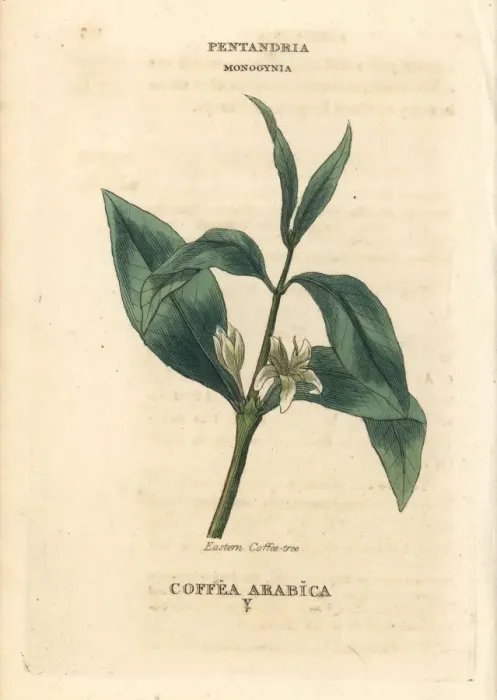 Framed Print : Coffee, Coffea arabica Framed Print : Coffee, Coffea arabica