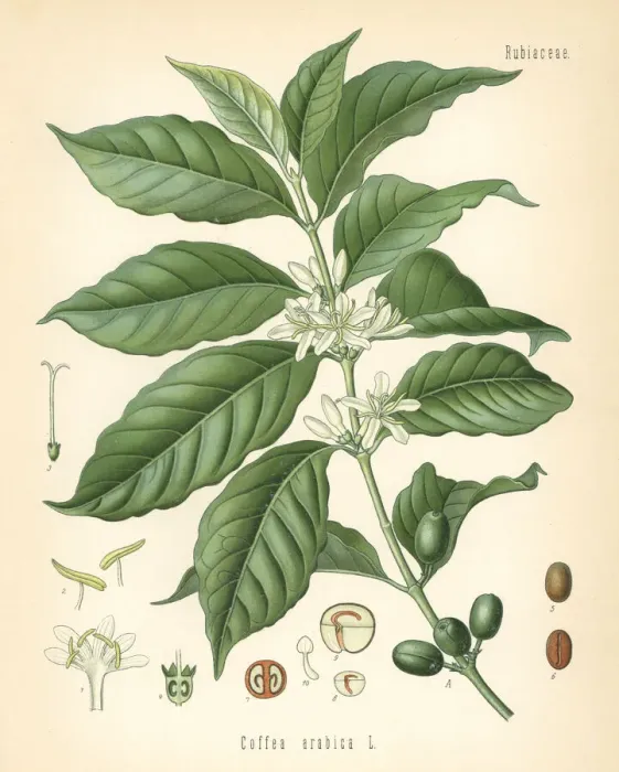 Framed Print : Coffee, Coffea arabica Framed Print : Coffee, Coffea arabica
