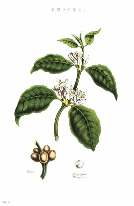 Framed Print : Coffee, Coffea arabica, plant showng flowers Framed Print : Coffee, Coffea arabica, plant showng flowers