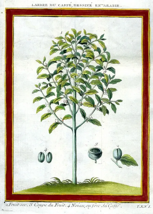 Framed Print : Coffee Plant Framed Print : Coffee Plant