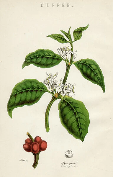 Coffee Plant. Coffee plant, showing the berries, which contain the coffee beans