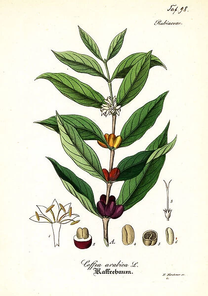 Coffee plant, Coffea arabica