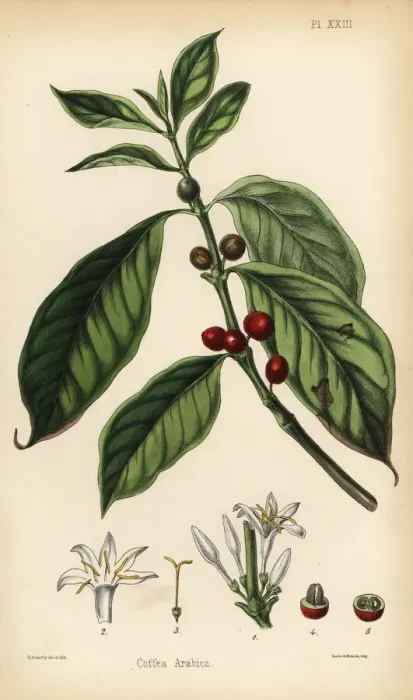 Framed Print : Coffee plant, Coffea arabica Framed Print : Coffee plant, Coffea arabica