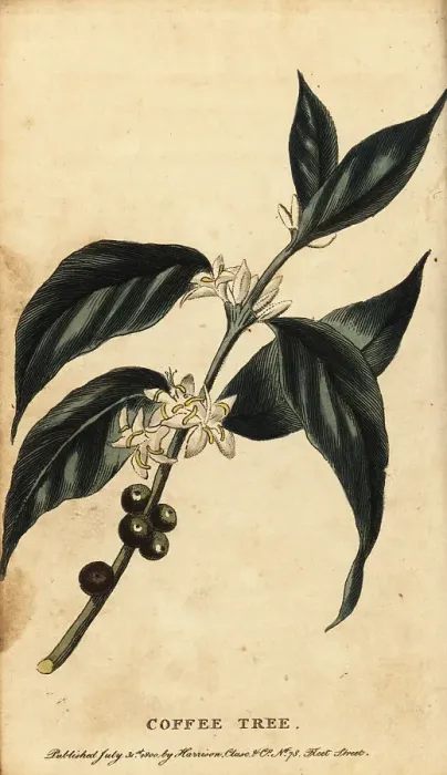 Framed Print : Coffee tree, Coffea arabica Framed Print : Coffee tree, Coffea arabica