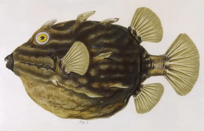 Framed Print : Coffer Fish 1849 Framed Print : Coffer Fish 1849