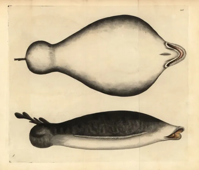 Framed Print : Coffin ray, Hypnos monopterygius Framed Print : Coffin ray, Hypnos monopterygius