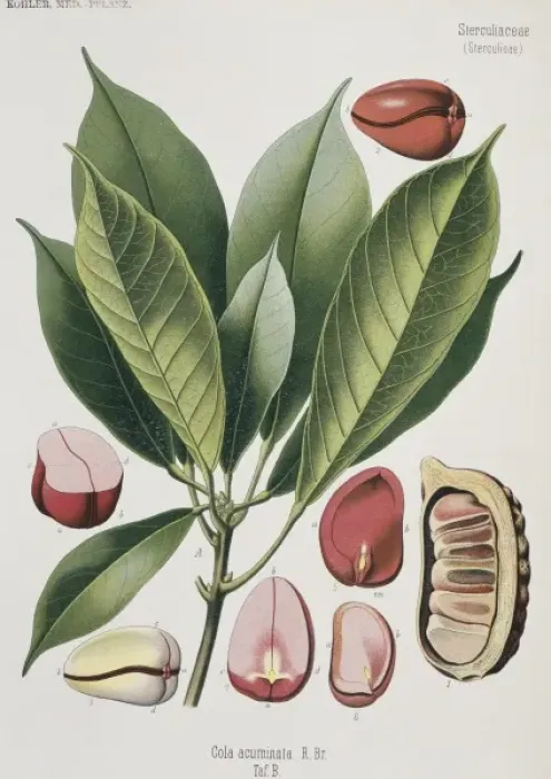 Framed Print : Cola acuminata, cola nut Framed Print : Cola acuminata, cola nut