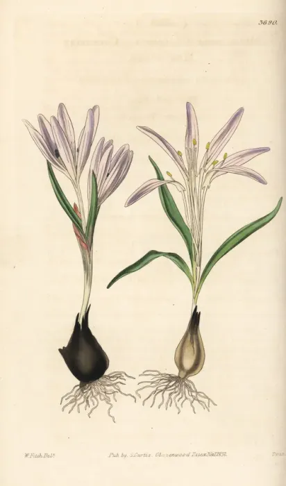 Framed Print : Colchicum trigynum