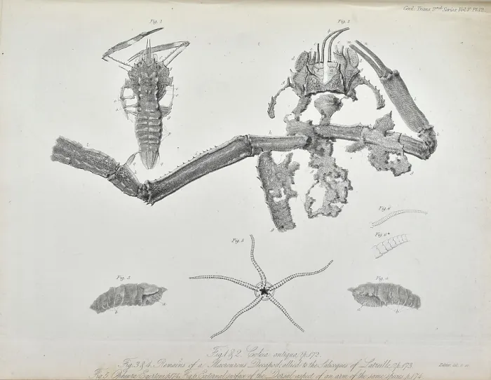 Framed Print : Coleia Antiqua Framed Print : Coleia Antiqua