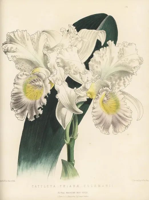 Framed Print : Coleman's Christmas orchid, Cattleya trianae Framed Print : Coleman's Christmas orchid, Cattleya trianae