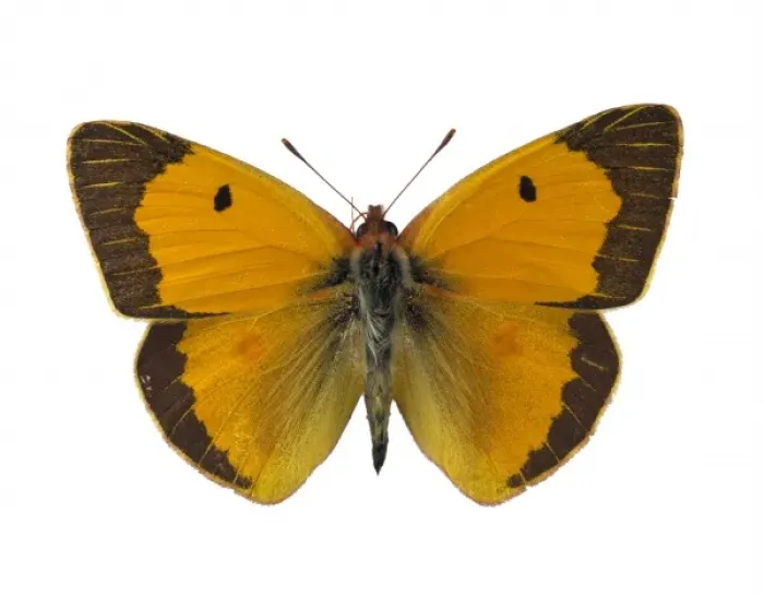 Framed Print : Colias croceus, clouded yellow Framed Print : Colias croceus, clouded yellow