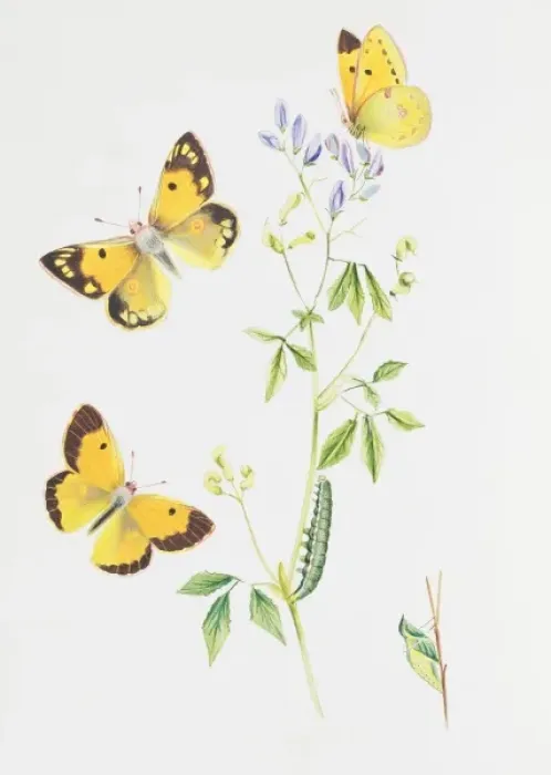 Framed Print : Colias croceus, clouded yellow Framed Print : Colias croceus, clouded yellow