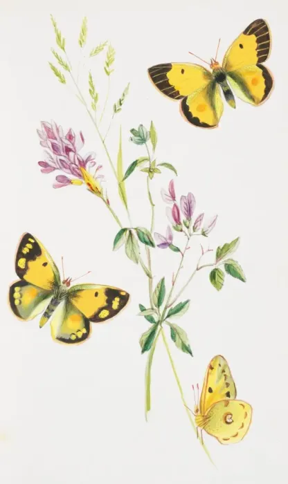 Framed Print : Colias croceus, clouded yellow Framed Print : Colias croceus, clouded yellow