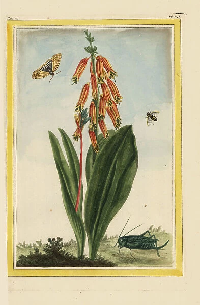 Colicroot, Aletris species