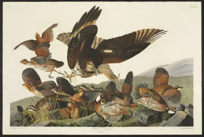 Framed Print : Colinus viginianus, northern bobwhite, Buteo lineatus, red-s Framed Print : Colinus viginianus, northern bobwhite, Buteo lineatus, red-s