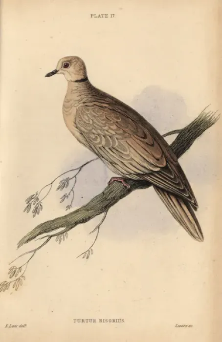 Framed Print : Collared dove, Streptopelia decaocto, native Framed Print : Collared dove, Streptopelia decaocto, native