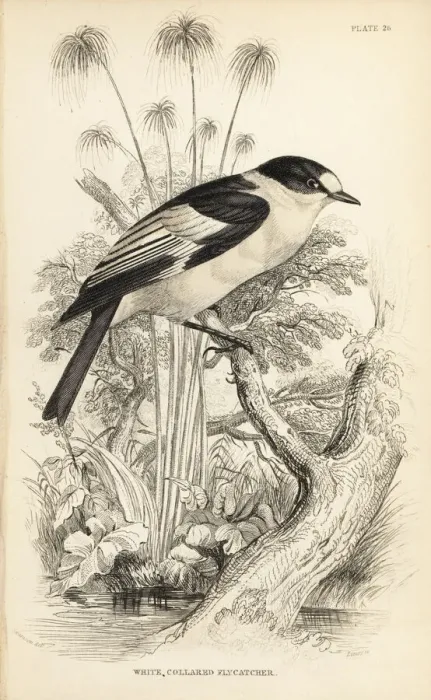 Framed Print : Collared flycatcher, Ficedula albicollis Framed Print : Collared flycatcher, Ficedula albicollis